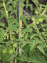 tomatoes in the garden.JPG